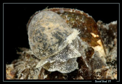 Big-eared radix, night dive, 5°C water temp ... great viz... by Daniel Strub 